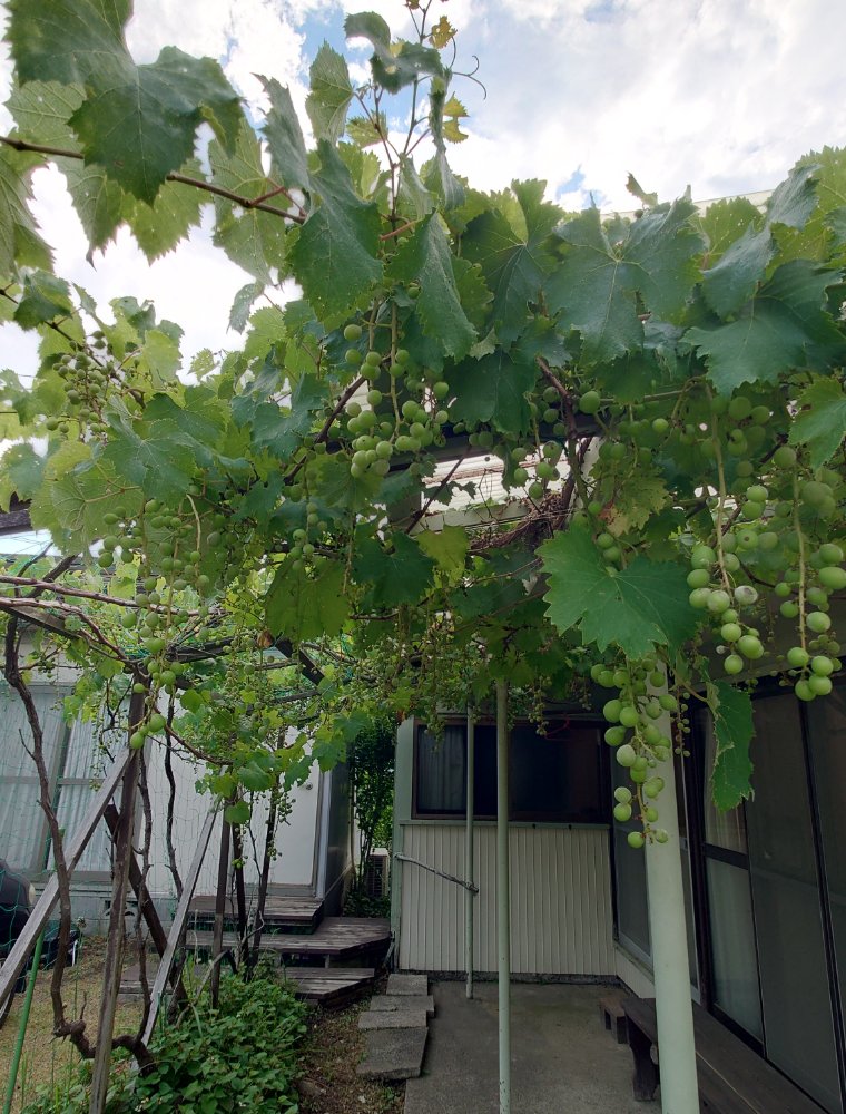 軒先に広がるぶどう棚