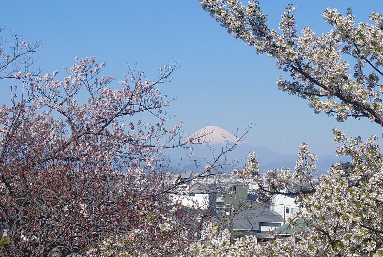 桜越しに望む冠雪の富士山
