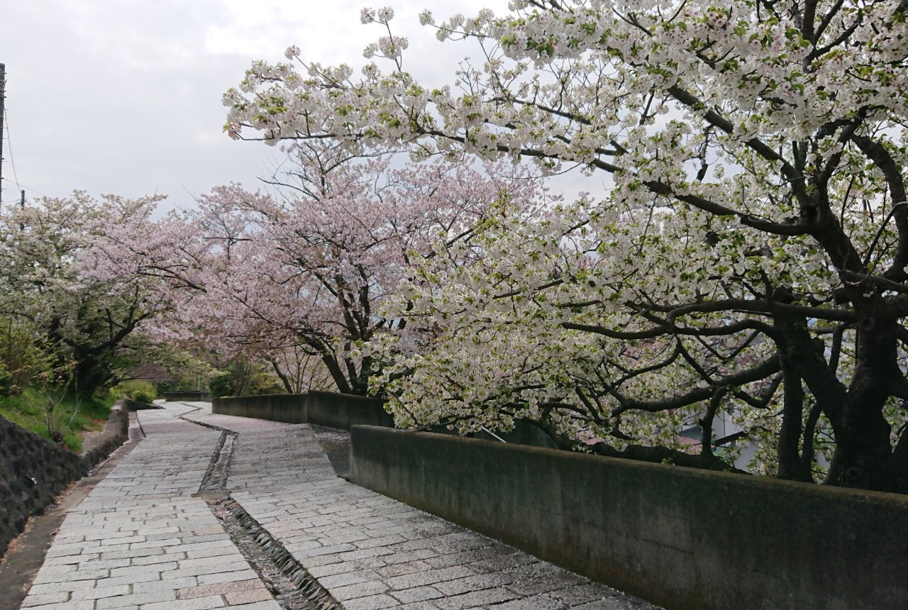 桜が咲き誇る富士見坂の坂道