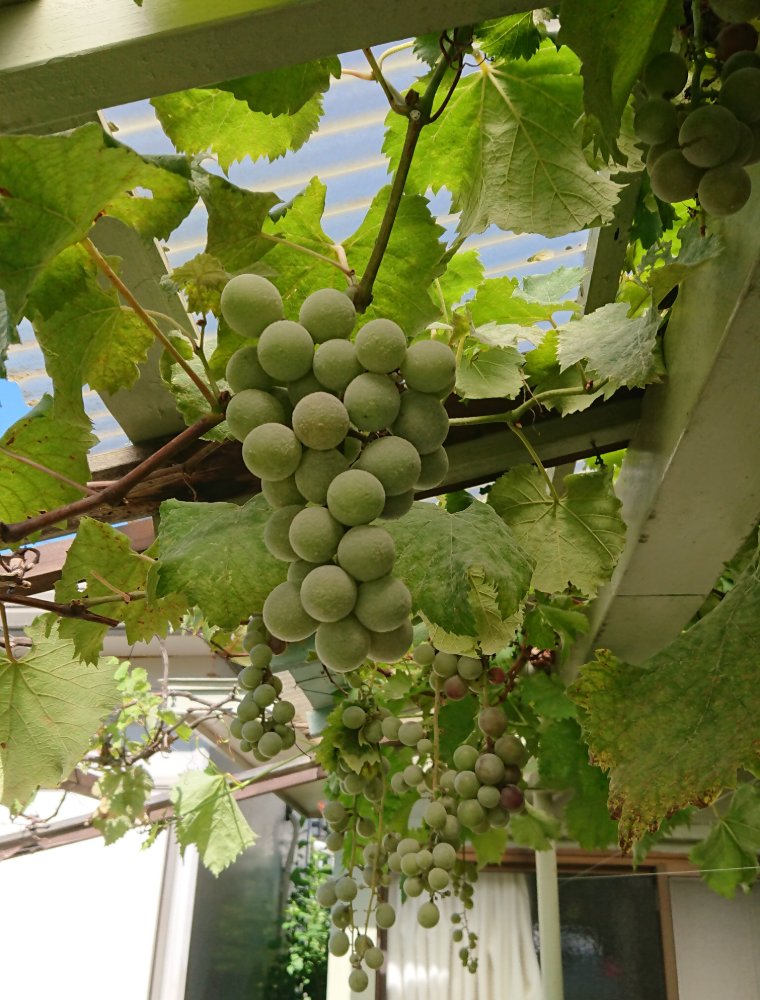 庭で育つ巨峰の房