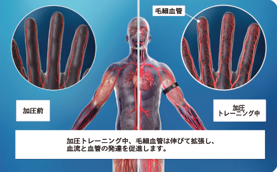 血流と血管の発達メカニズム